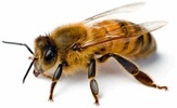 Wythenshawe Park Bee Club